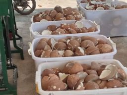 Melalui Hilirisasi Kelapa, Kebijakan Pemkab Halmahera Utara Gali Potensi Ekonomi Patut Diapresiasi
