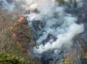 Dampak Kebakaran Hutan Ganggu Aktivitas Warga Jember 